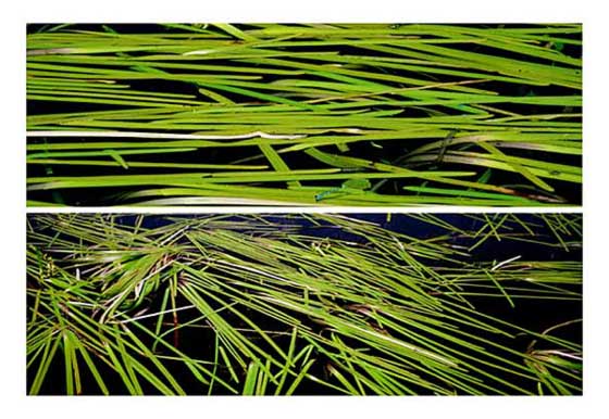 Drifting Grasses I & II